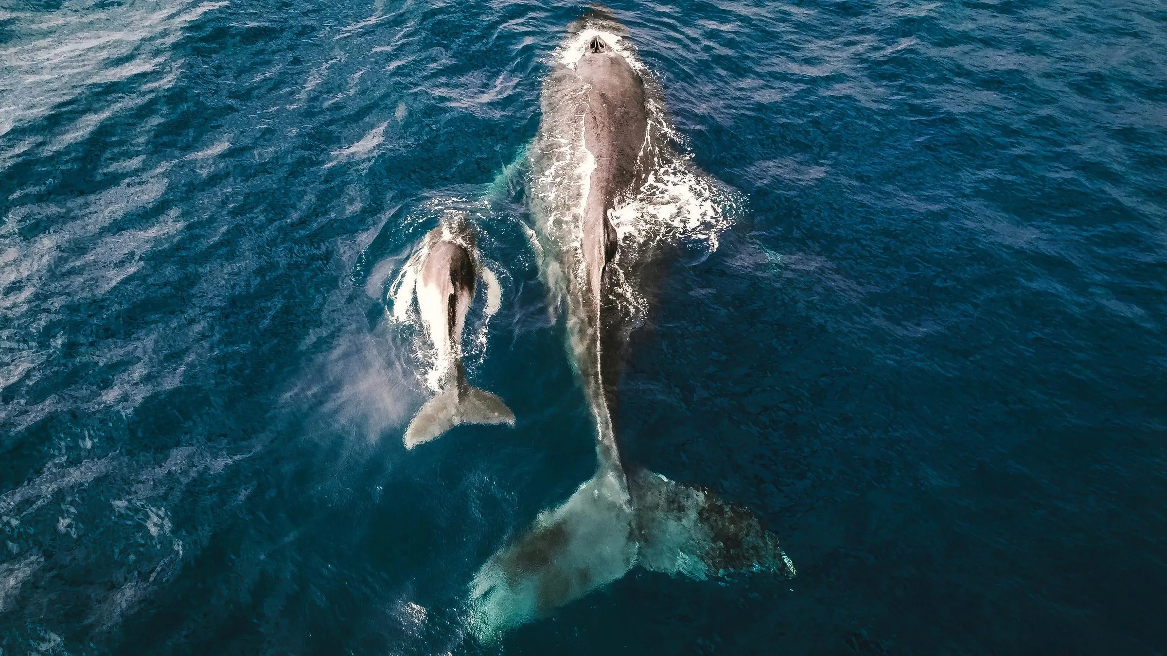 Humpback whale and calf swimming at the surface, aerial view