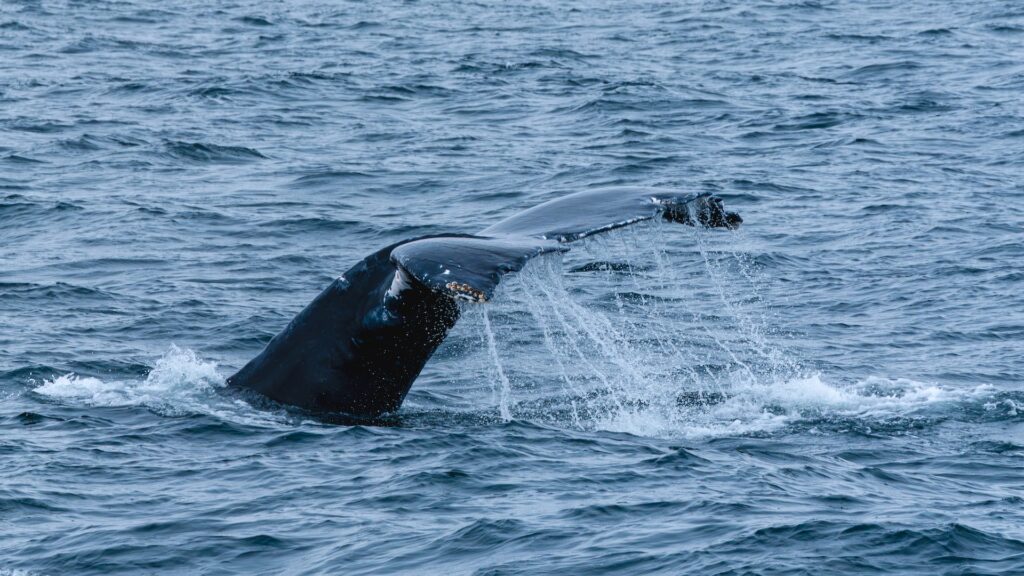 whale watching los cabos