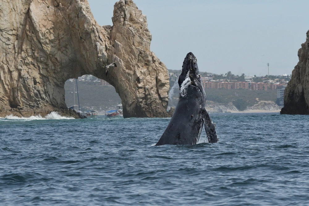 Humpback whale breaching the water by El Arco in Los Cabos