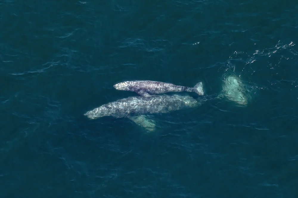 A mother and calf California gray whale swimming close to the surface of the water, with the calf close to breaching.