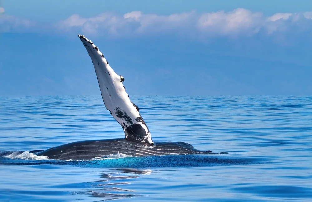 A humpback whale breaching the surface with just a fin waving.