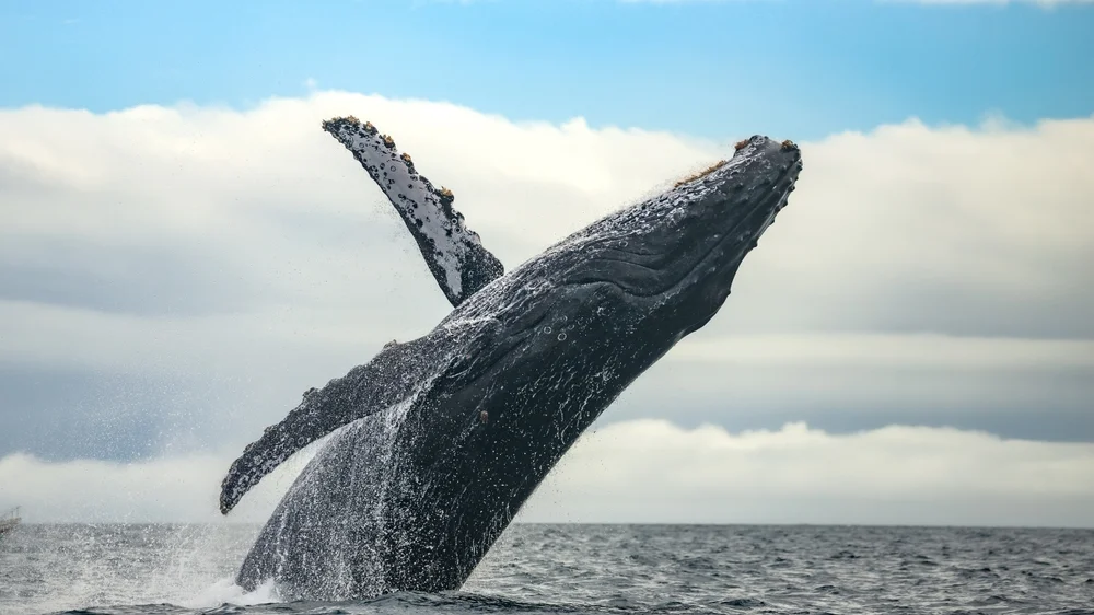 Humpback whale leaping out of the water with one fin raised as if waving.