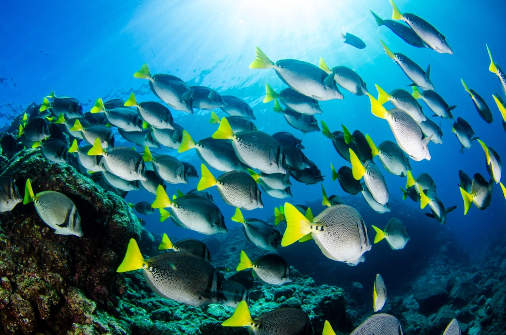 Tropical fish swimming under bright blue water. The sun is seen reflecting through the water.