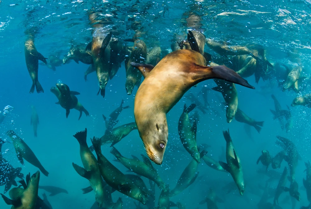 Sea lions swimming upside down under turquoise water off Isla Espiritu.