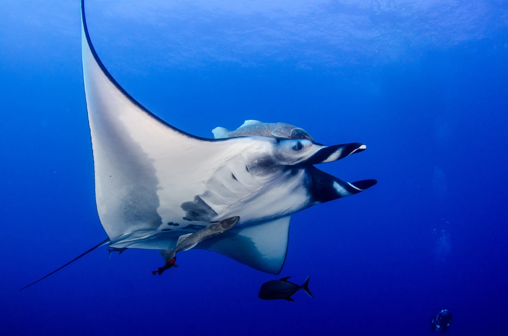 A manta ray under deep blue water swimming in the seas surrounding Isla Partida.