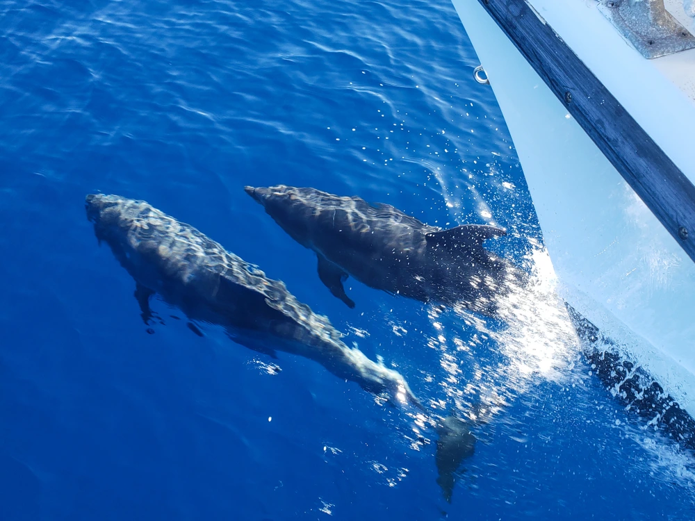 Two dolphins swimming underwater beside a yacht near the East Cape.